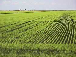 The Indo-Gangetic Plain